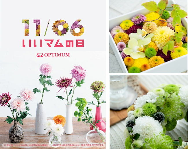 全国のマム生産者により組織され、マムの花の普及とPRをする団体「OPTIMUM(オプティマム、事務局:愛知県田原市)では、11月6日を「いいマムの日」とて、さまざまなアレンジや利用シーンを提案している。