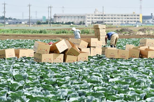 キャベツは年間通して需要があり、安定出荷が見込める