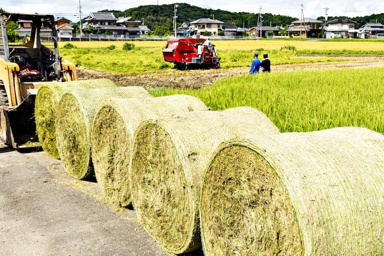 飼料用米とは？ 転換メリット・収入目安と、多収を叶える栽培術