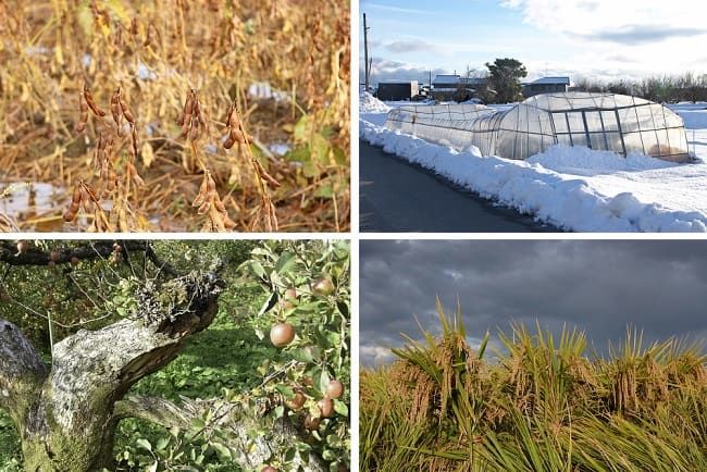 大豆(畑作物)の水害、園芸施設の雪害、果樹の風水害(台風による倒木)、稲(農作物)の冷害