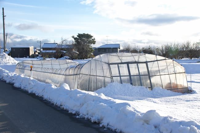 大雪で倒壊したビニールハウス