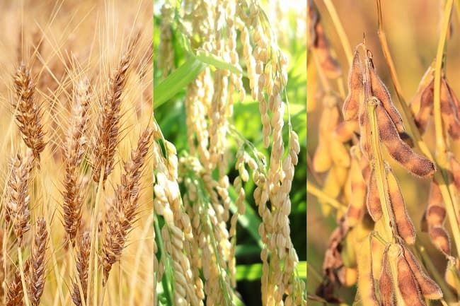 農産物生産費統計の対象「麦類・水稲・大豆」