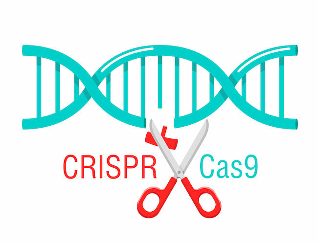 ゲノム編集技術の1つであるCRISPR-Cas9