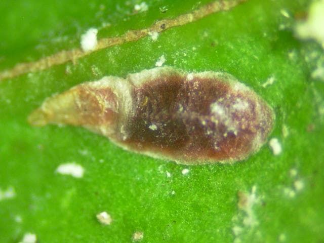 ヤノネカイガラムシ雌成虫(体長3mm)