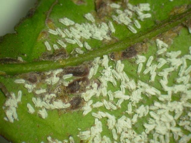 ヤノネカイガラムシ雌成虫及び雄介殻