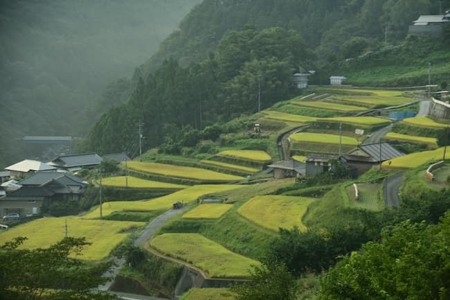 高知 棚田 田んぼ