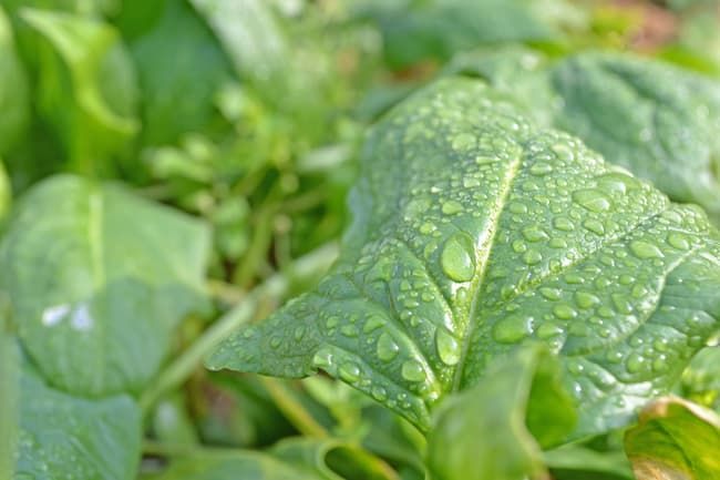 雨に濡れたほうれん草