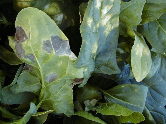 ほうれん草のべと病 葉表には黄色く不正形で周縁が不明瞭な病斑が発生し、葉裏には灰色のかびが密生する