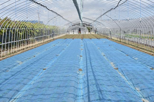 ほうれん草 雨よけハウス