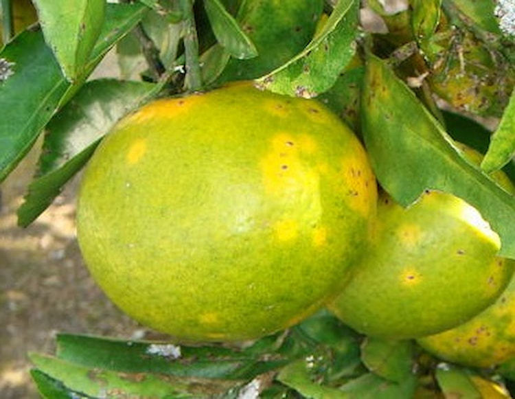 【みかんの害虫】ヤノネカイガラムシの防除方法&最新の有効農薬一覧!