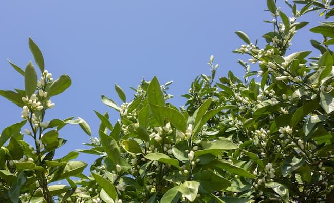 みかんの開花期 5月頃