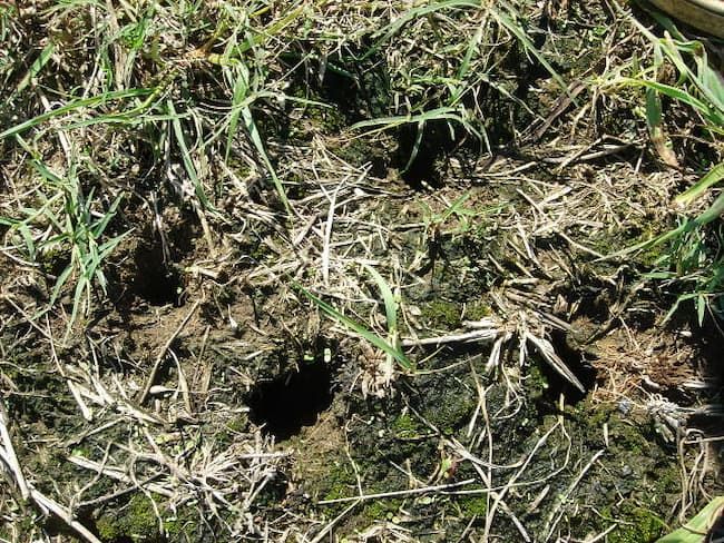 野ネズミの巣穴