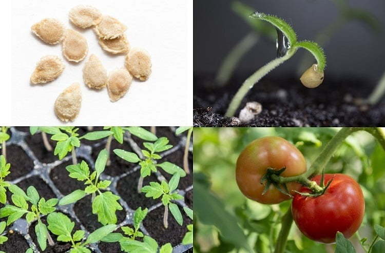 【トマトの播種】種まき時期や発芽のポイント、最適な育苗管理方法は？