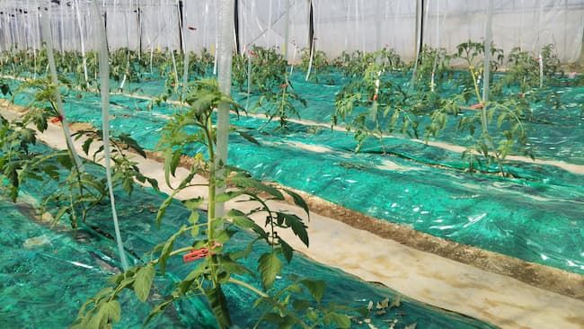 定植後、誘引が始まったトマト栽培ハウス