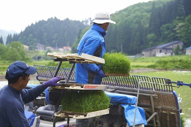 田植え作業の受託