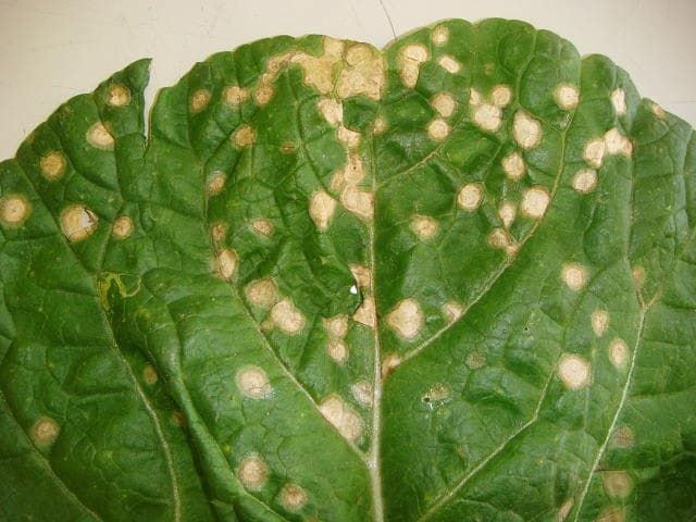 ハクサイ白斑病 発病葉