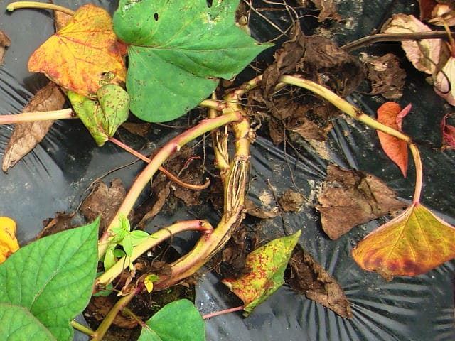 サツマイモ（甘藷）つる割病　発病株