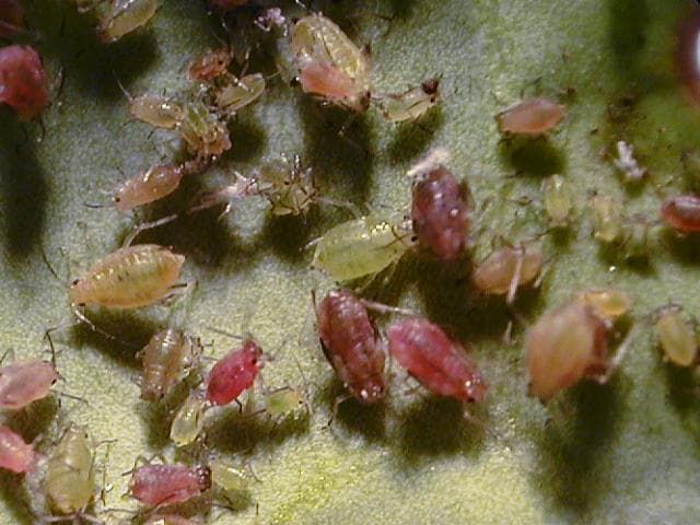 モモアカアブラムシ成虫(体長2mm)及び幼虫