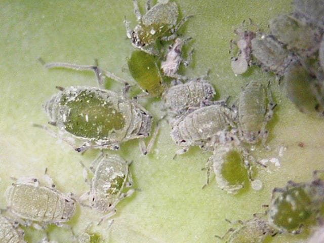 ダイコンアブラムシ 成虫(体長1.7mm)及び幼虫