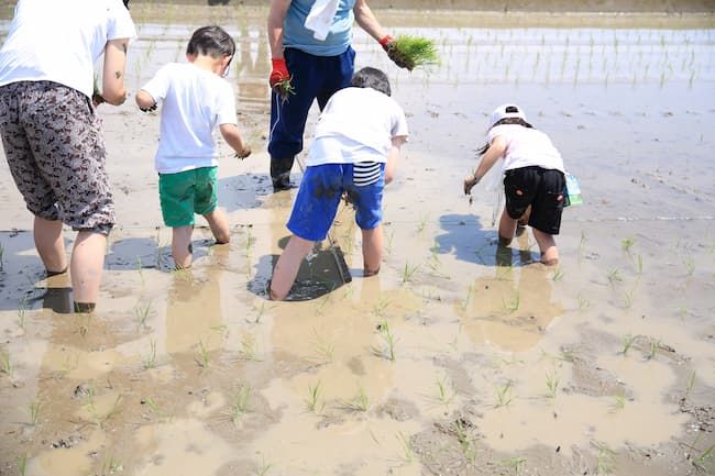 田植え 体験