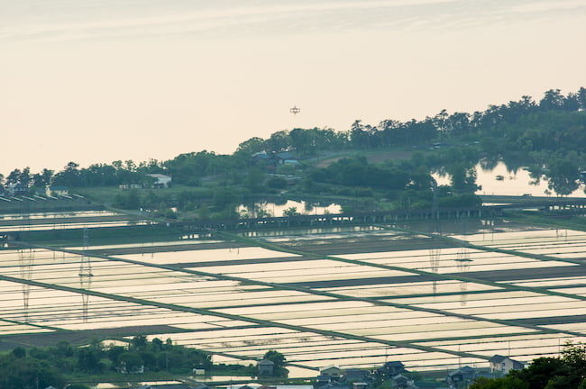 近江米　琵琶湖畔にひろがる水田