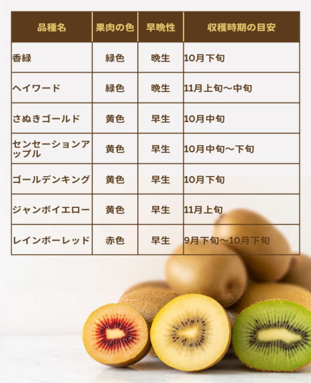 キウイフルーツ 品種別の収穫時期の目安