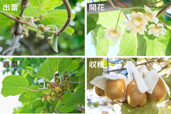キウイフルーツの出蕾・開花・着果・収穫