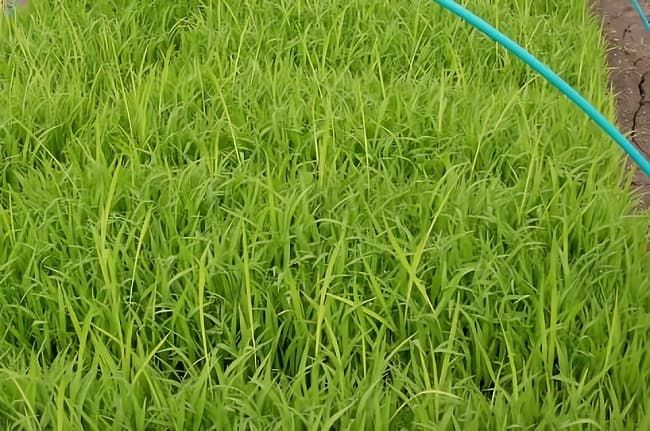 種籾消毒の方法-2. 種子消毒剤