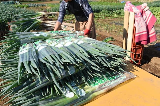 手作業での長ネギの調整作業