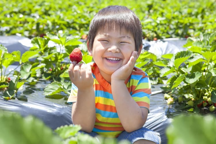 【2022年最新】いちご農家必見！ 甘くておいしい人気品種＆高収益を叶える選定のコツ