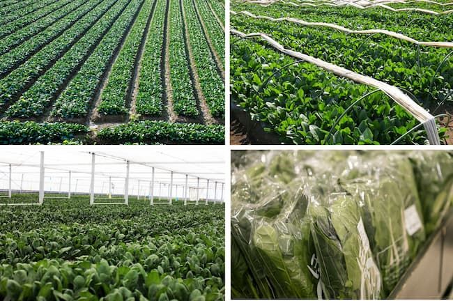 ほうれん草 露地栽培 トンネル栽培 ハウス栽培 スーパーの野菜売り場のほうれん草