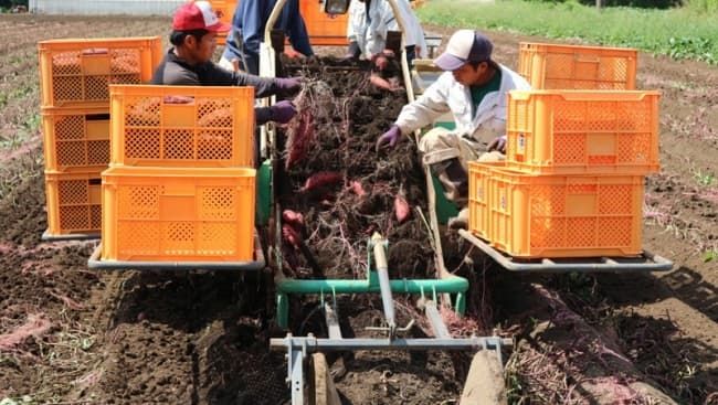 サツマイモ(甘藷）の収穫作業