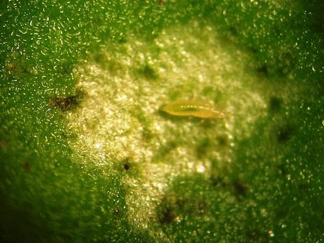 アザミウマ2齢幼虫(体長0.7mm)