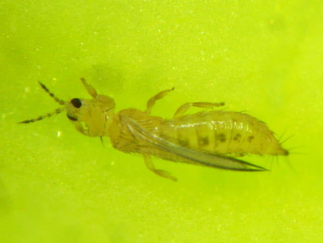 ミカンキイロアザミウマ成虫(体長1.4mm)