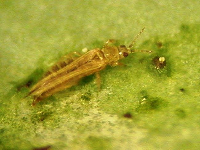 ネギアザミウマ成虫(体長1.2mm)