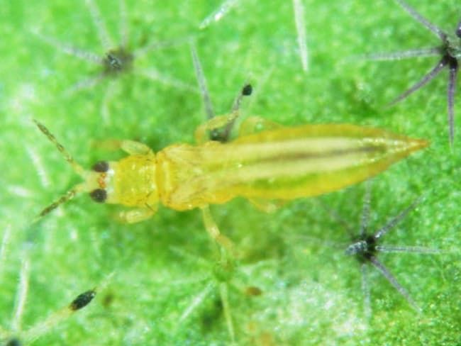 ミナミキイロアザミウマ成虫(体長1mm)