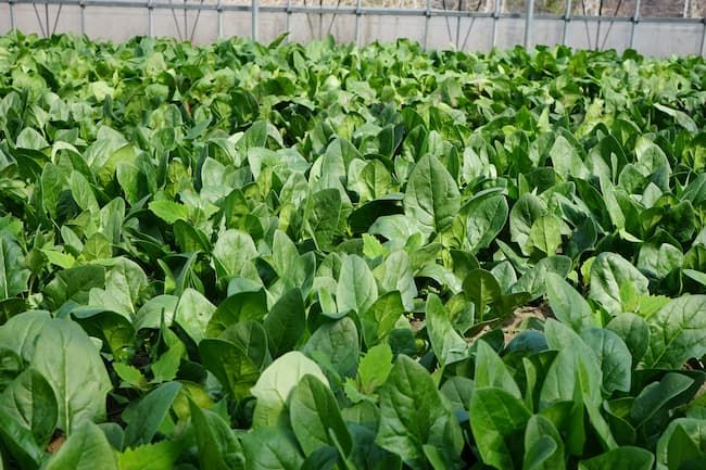 夏季のほうれん草栽培