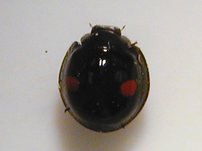 ヒメアカホシテントウ 成虫(体長5mm)
