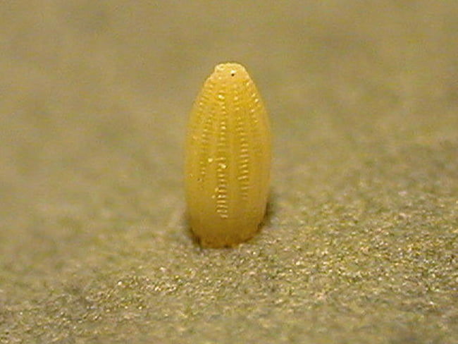 アオムシ(モンシロチョウ)卵(長径1mm)