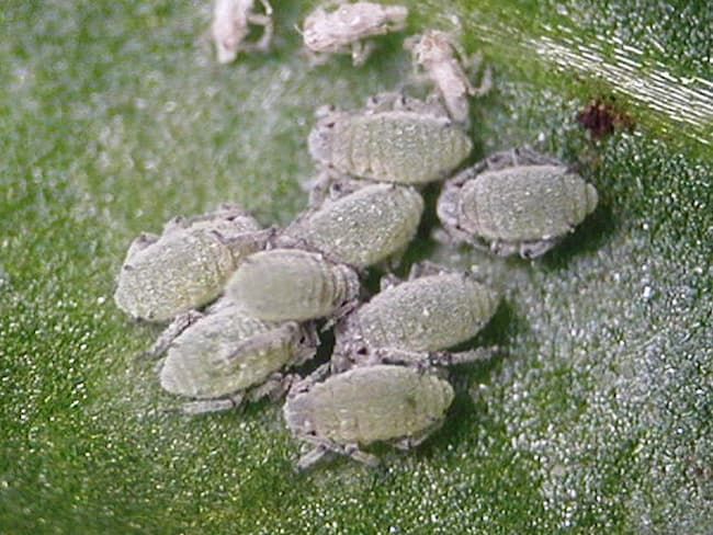 ダイコンアブラムシ幼虫(体長1.2mm)