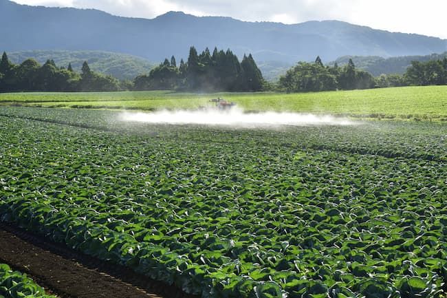 キャベツ大規模ほ場の農薬散布