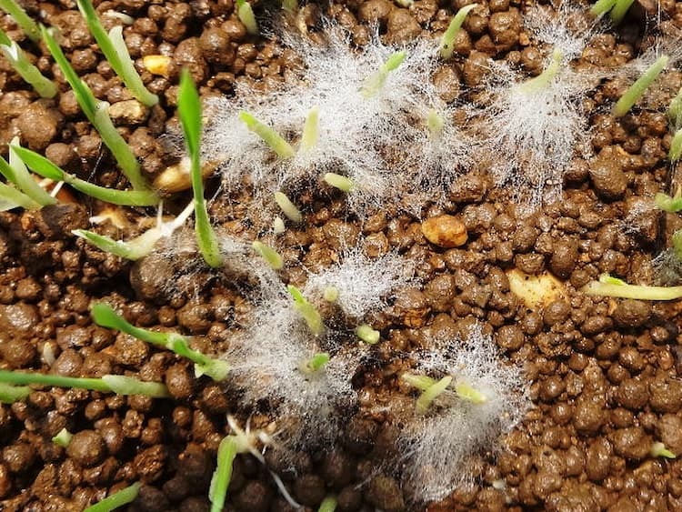 苗立枯病から水稲を守る! 病原菌別の症状から防除対策、適用農薬まで一覧解説