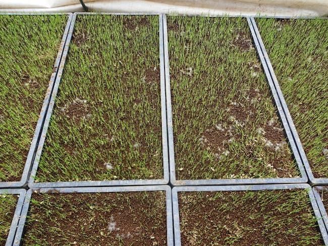 緑化開始時に発生した苗立枯病（リゾプス属菌）　