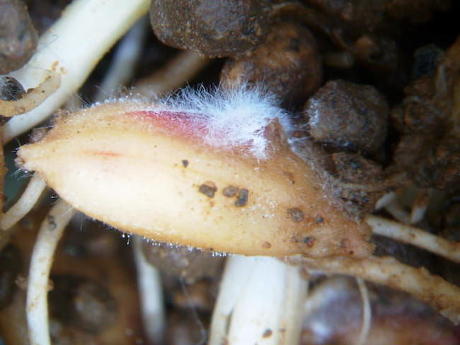水稲 苗立枯病（リゾプス属菌）種籾に生じた白いカビ