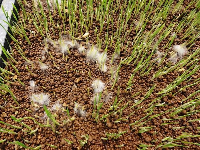 水稲 苗立枯病（リゾプス属菌）　白い綿毛状のカビ