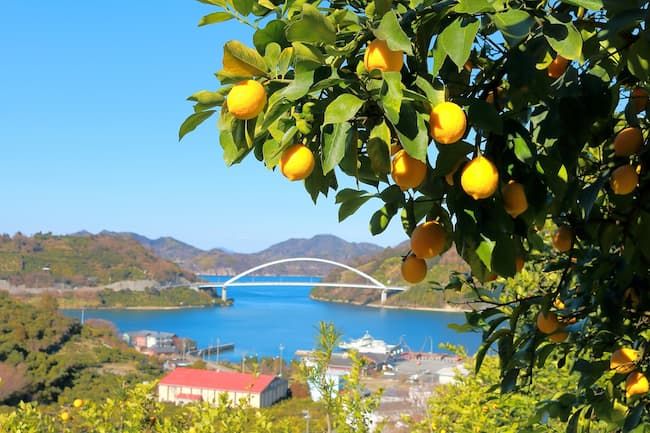 戸内地域のレモン園