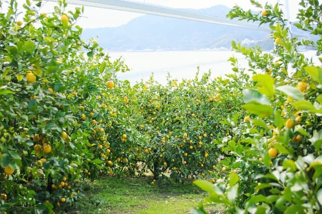 広島県 生口島のレモン谷