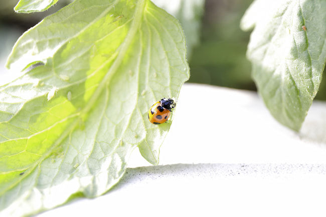アブラムシを捕食するテントウムシ