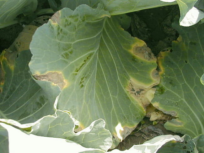 キャベツ 黒腐病 発病葉