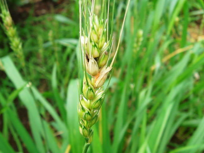 小麦の赤かび病に感染した穂